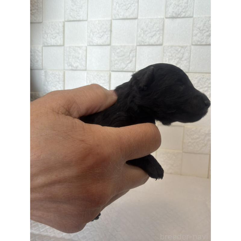 販売中の群馬県のトイプードル-442940の9枚目