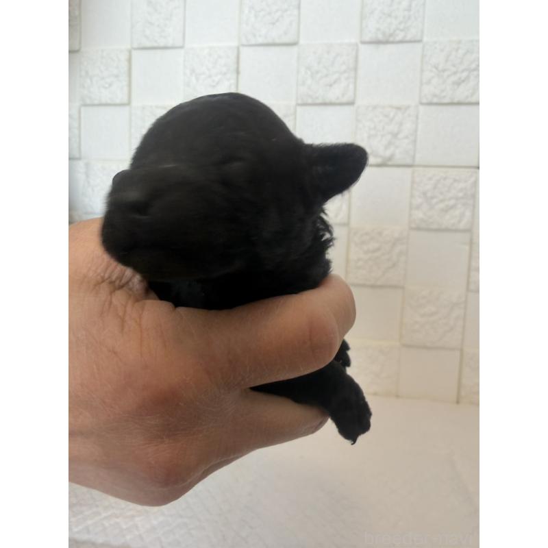 販売中の群馬県のトイプードル-442940の7枚目