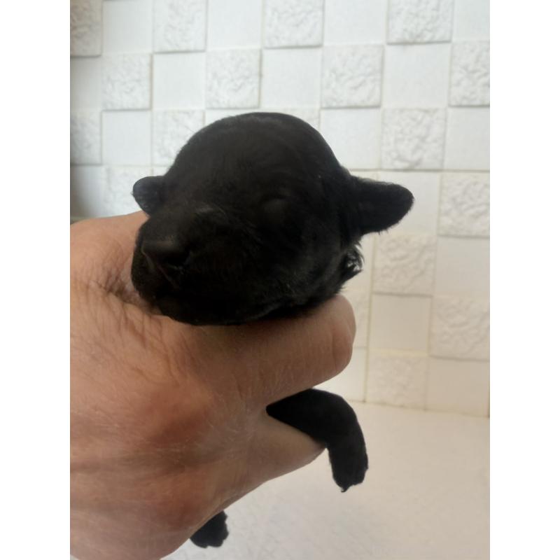 販売中の群馬県のトイプードル-442940の6枚目