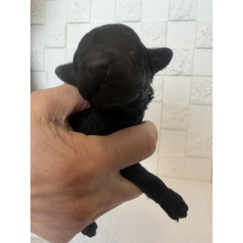 販売中の群馬県のトイプードル-442940の5枚目