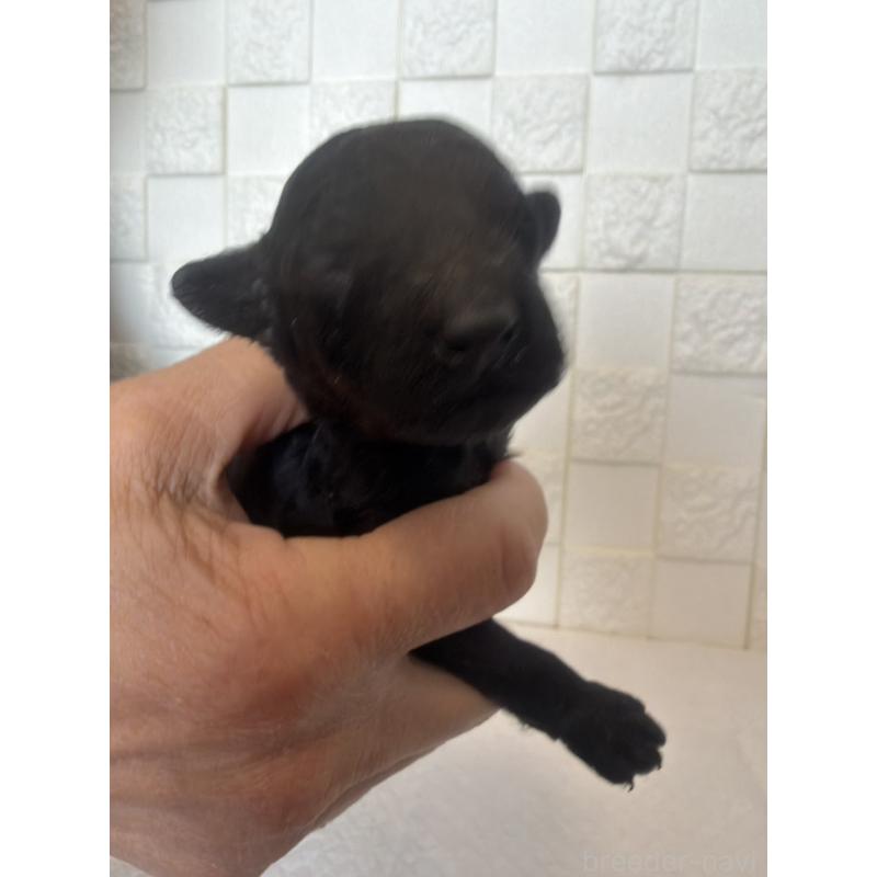 販売中の群馬県のトイプードル-442940の4枚目