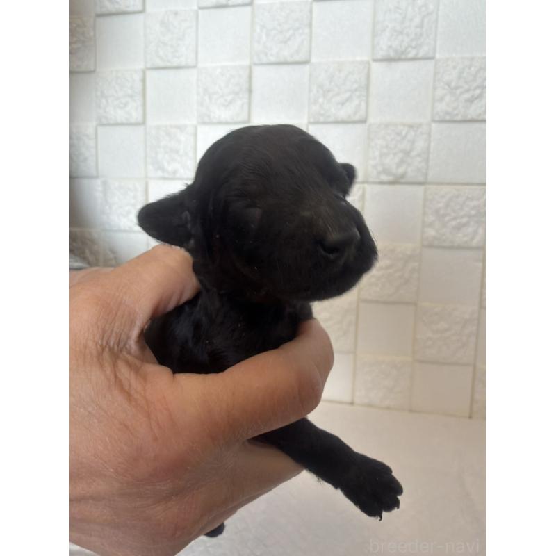 販売中の群馬県のトイプードル-442940の3枚目