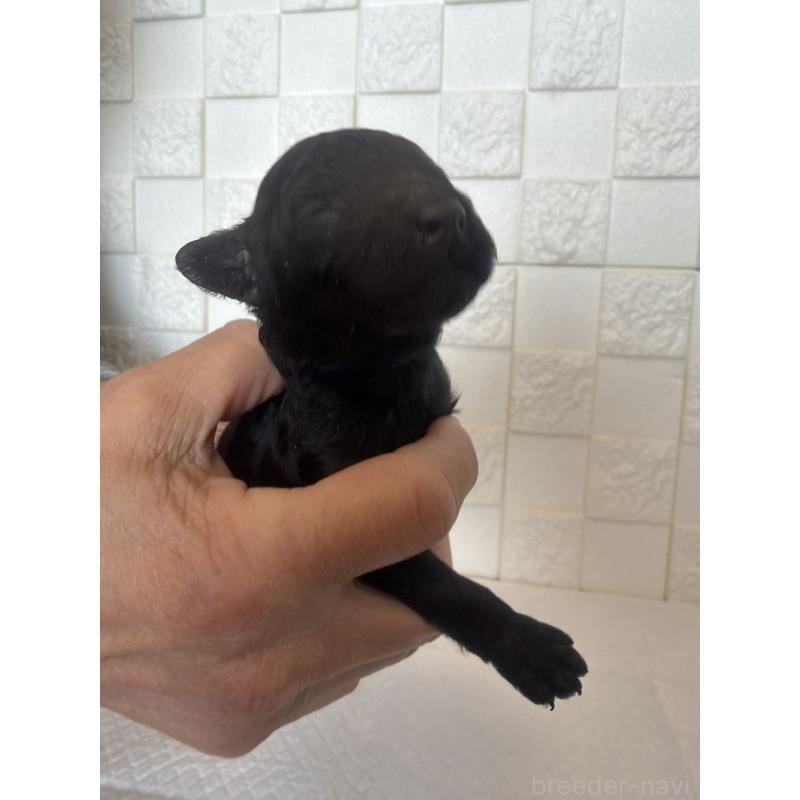 販売中の群馬県のトイプードル-442940の2枚目