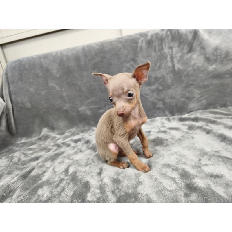 販売中の新潟県のロシアントイテリア-442941の5枚目