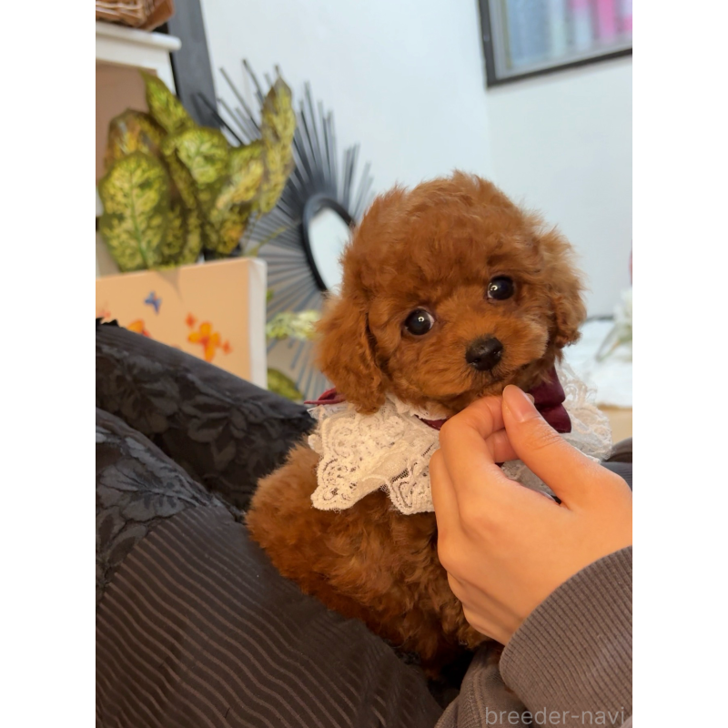 販売中の大阪府のティーカッププードル-433924の2枚目