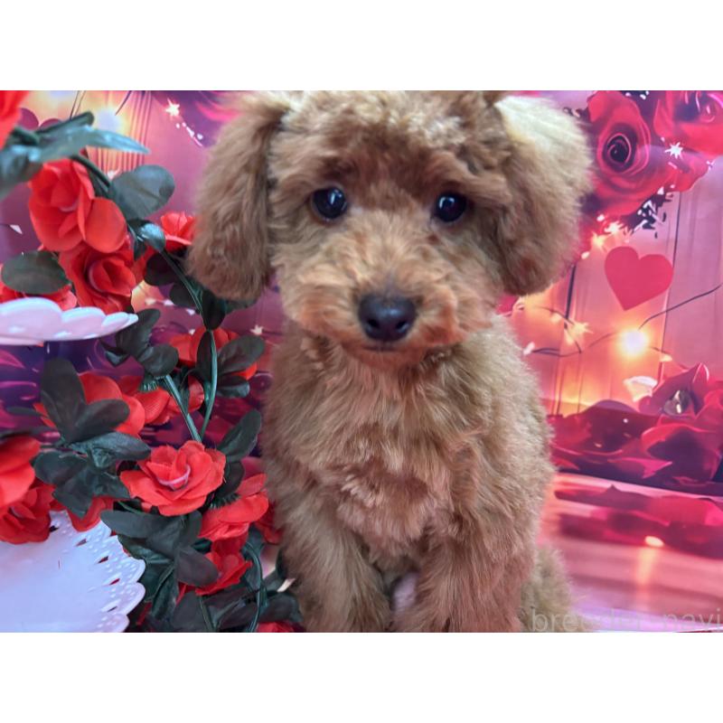 販売中の栃木県のトイプードル-423584の1枚目