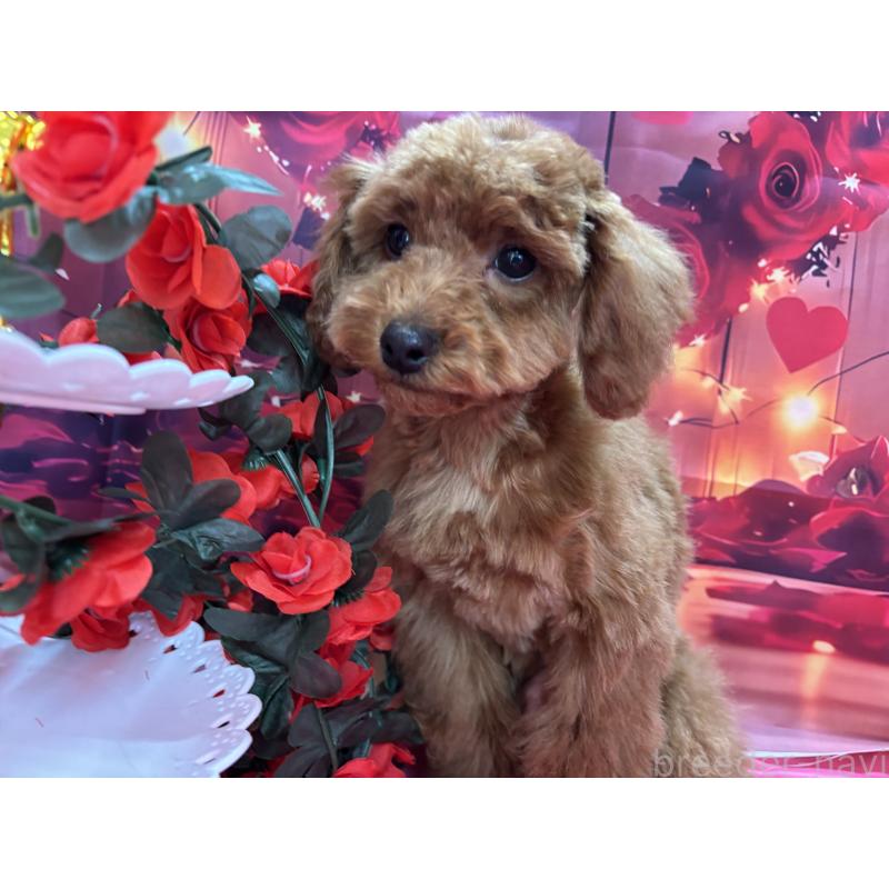 販売中の栃木県のトイプードル-423584の13枚目