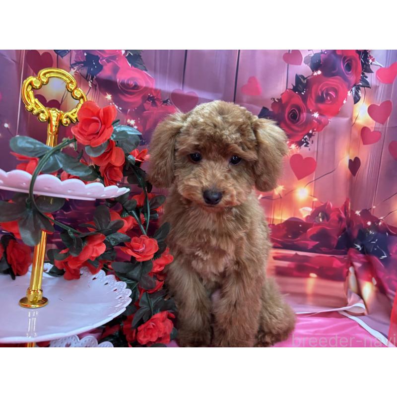 販売中の栃木県のトイプードル-423584の11枚目