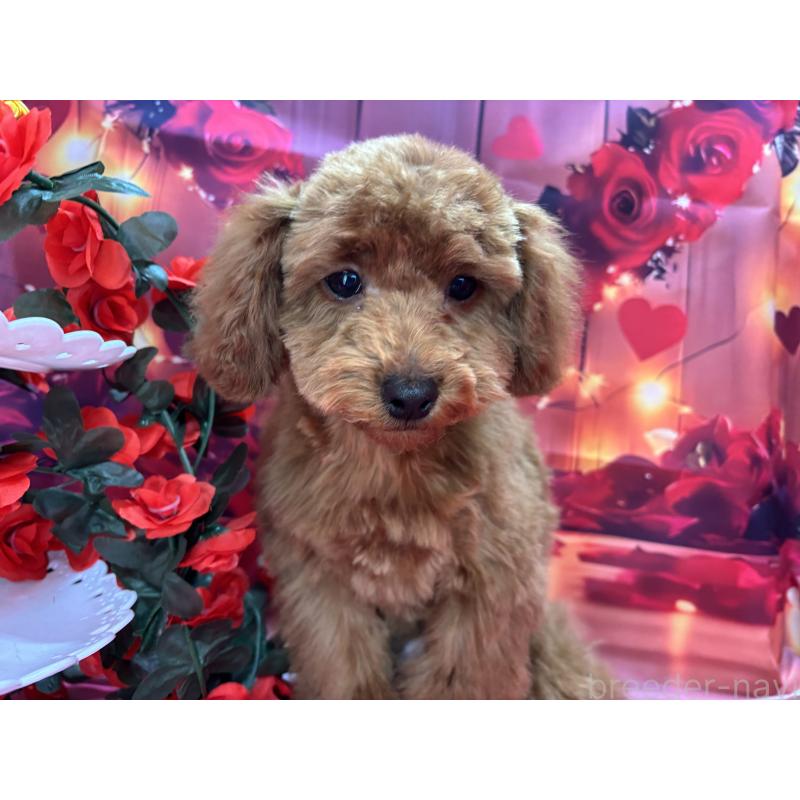 販売中の栃木県のトイプードル-423584の10枚目