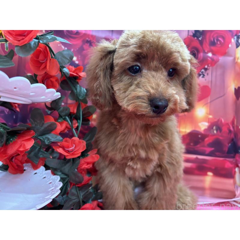 販売中の栃木県のトイプードル-423584の8枚目