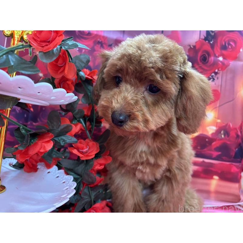 販売中の栃木県のトイプードル-423584の7枚目