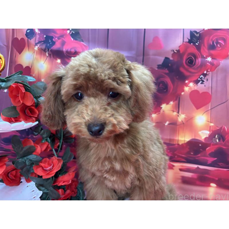 販売中の栃木県のトイプードル-423584の6枚目