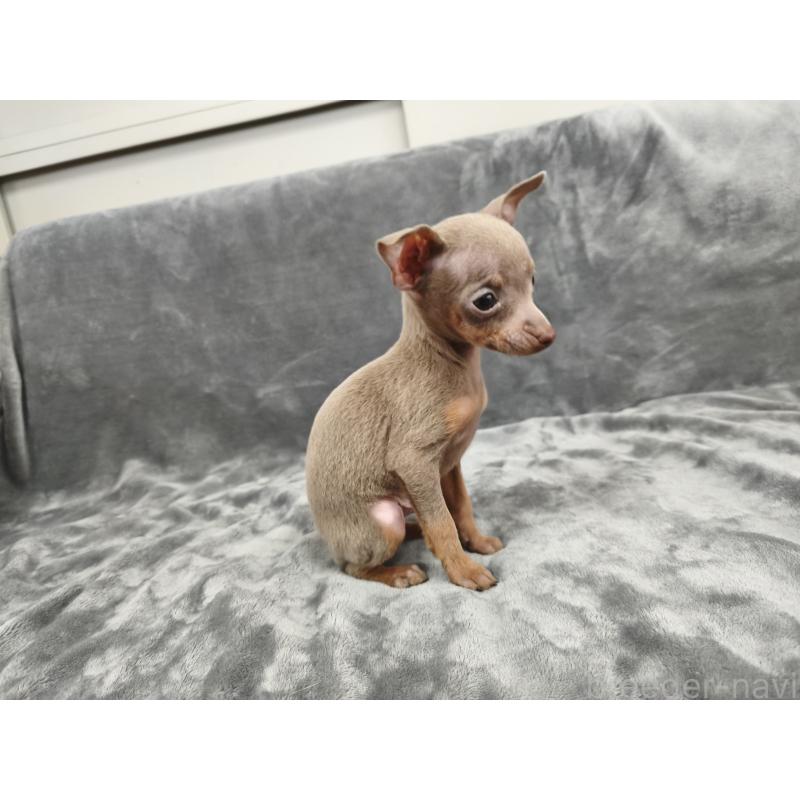 販売中の新潟県のロシアントイテリア-442941の4枚目