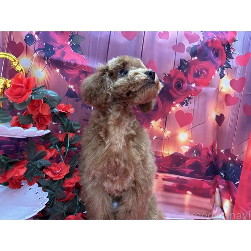 販売中の栃木県のトイプードル-423584の4枚目