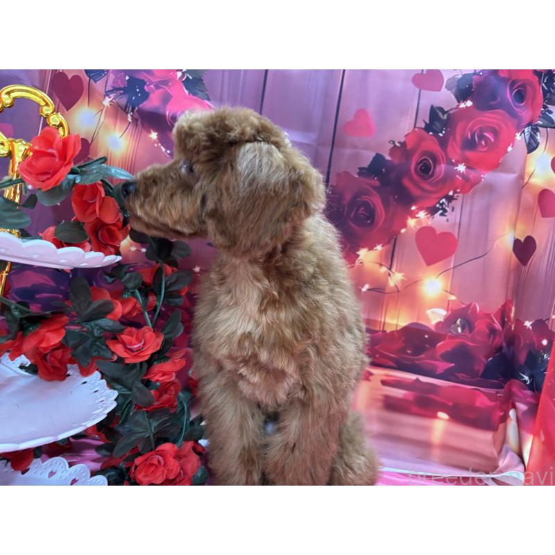 販売中の栃木県のトイプードル-423584の3枚目