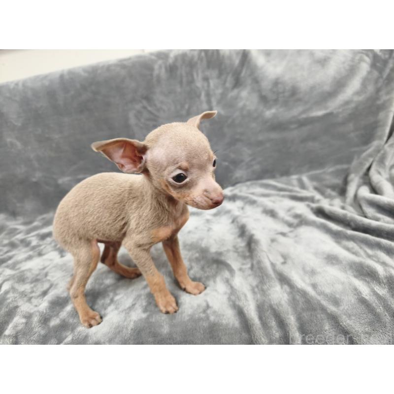 販売中の新潟県のロシアントイテリア-442941の3枚目