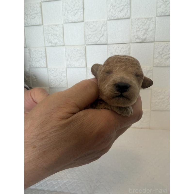 販売中の群馬県のトイプードル-442942の10枚目