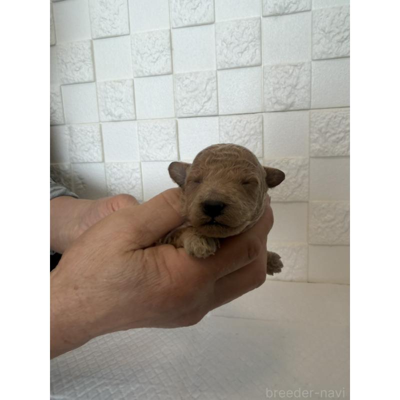 販売中の群馬県のトイプードル-442942の9枚目