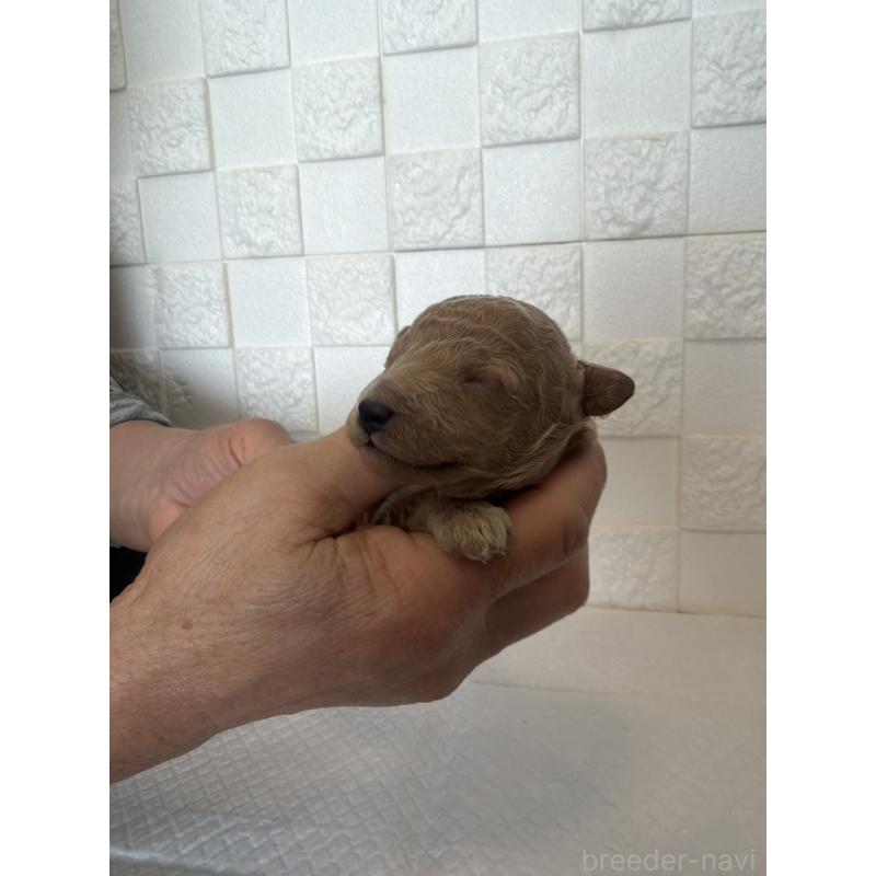 販売中の群馬県のトイプードル-442942の7枚目