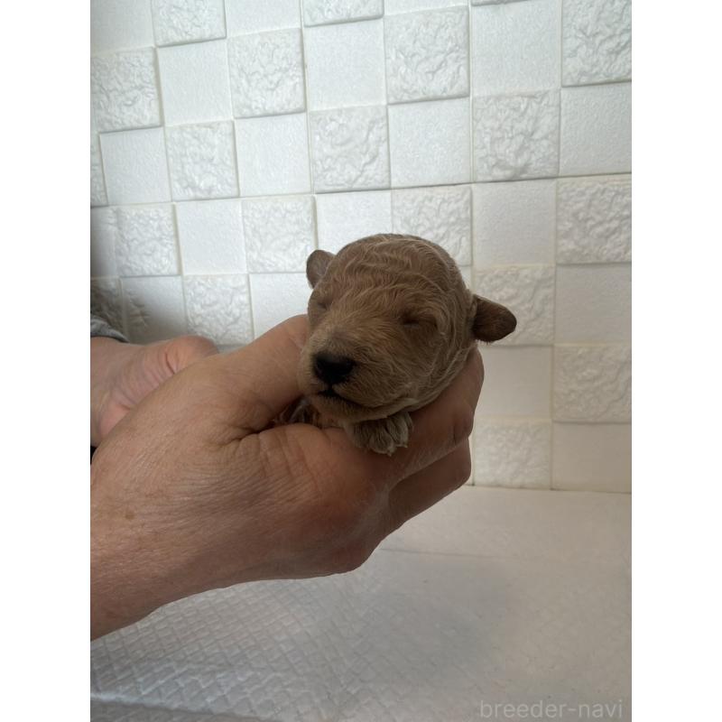 販売中の群馬県のトイプードル-442942の5枚目