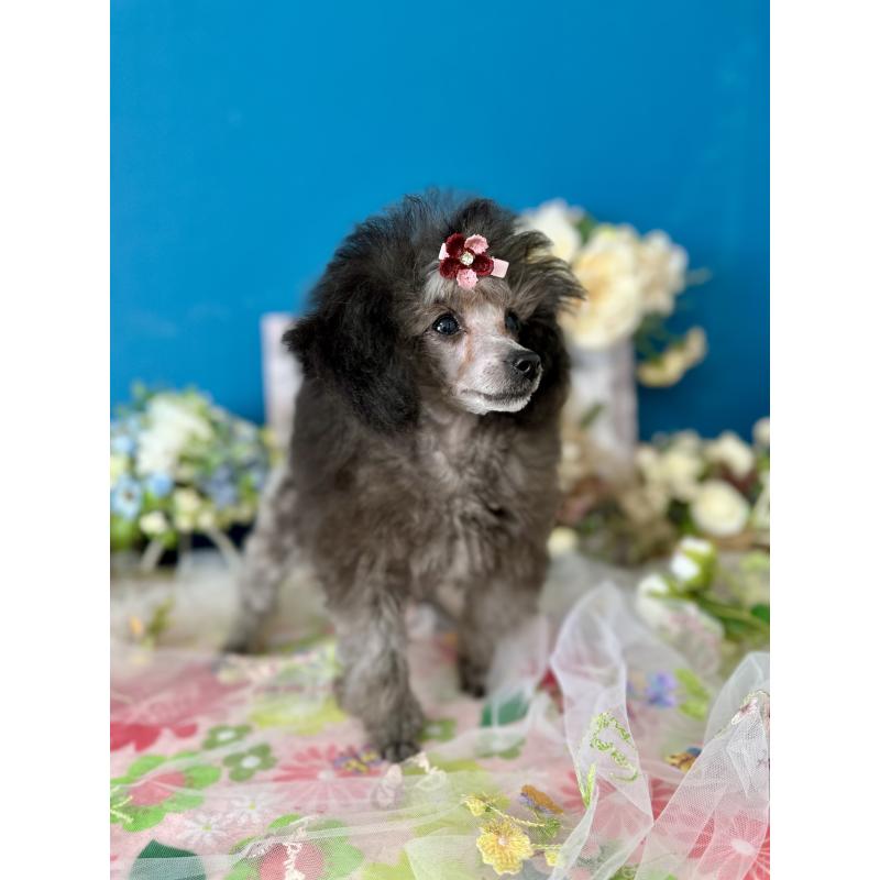 販売中の神奈川県のタイニープードル-442943の5枚目