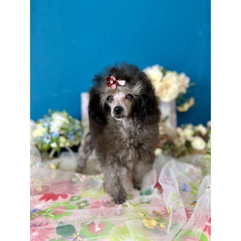 販売中の神奈川県のタイニープードル-442943の4枚目