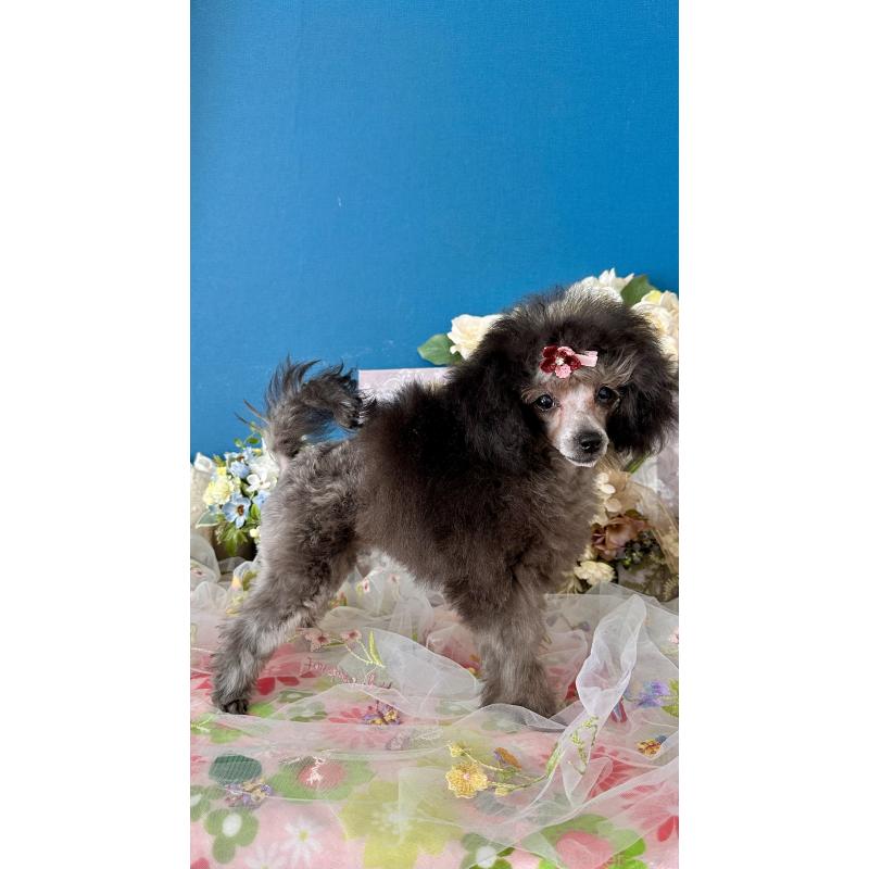 販売中の神奈川県のタイニープードル-442943の3枚目