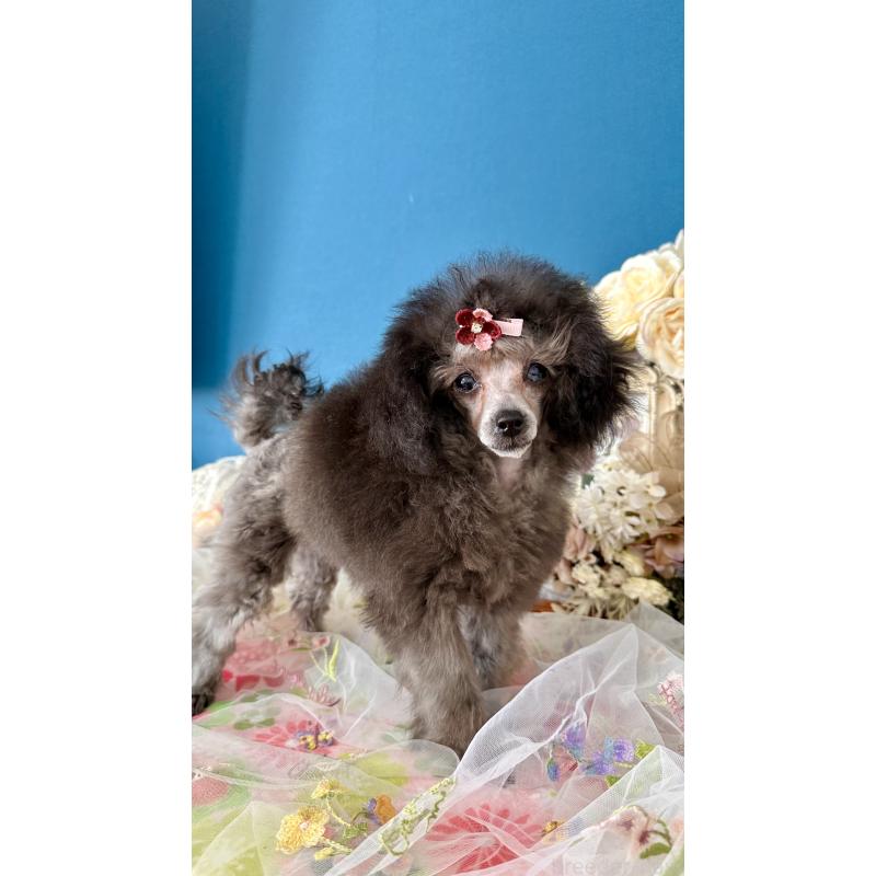 販売中の神奈川県のタイニープードル-442943の2枚目