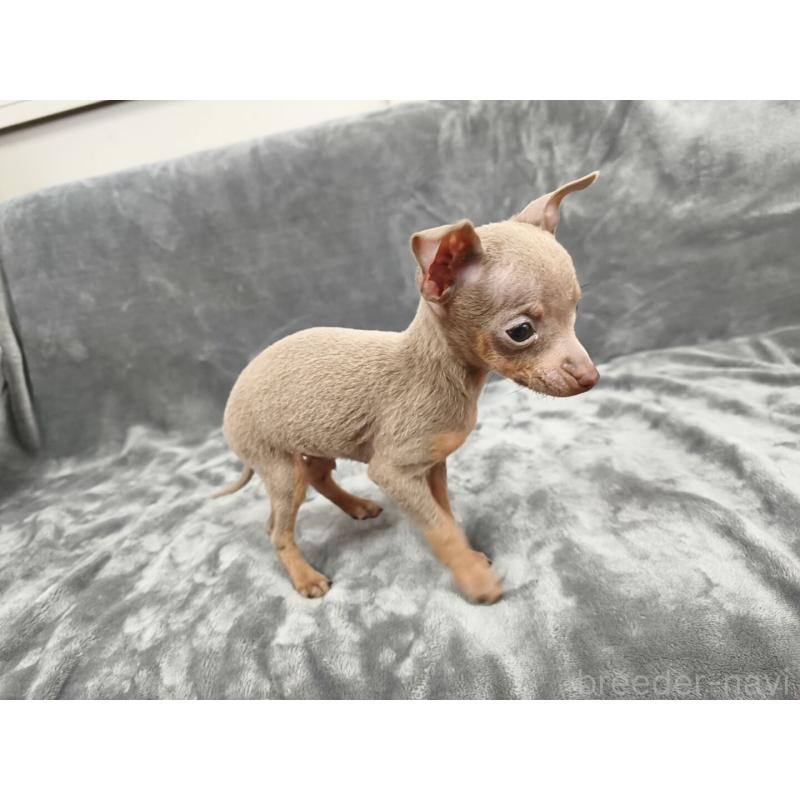 販売中の新潟県のロシアントイテリア-442941の2枚目