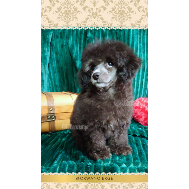 販売中の愛媛県のタイニープードル-430152の7枚目