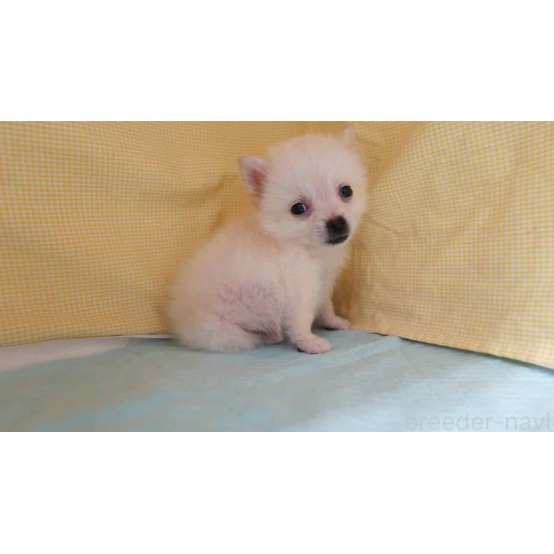 商談中の東京都のミックス犬-442945の4枚目