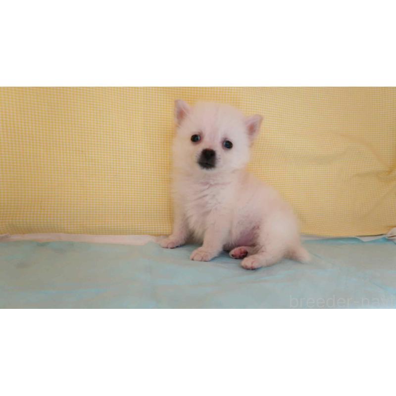 商談中の東京都のミックス犬-442945の2枚目