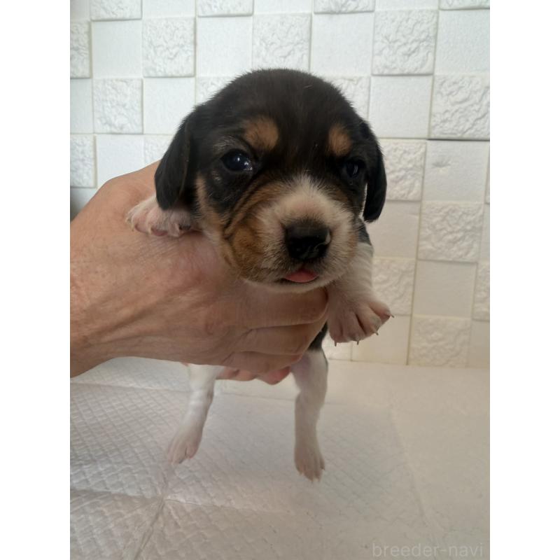 販売中の群馬県のビーグル-442946