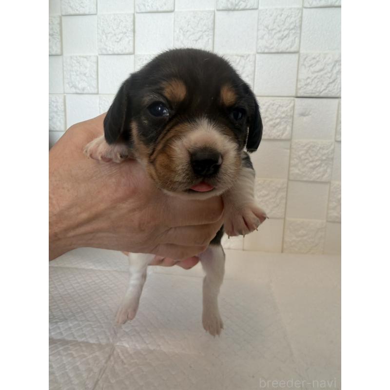 販売中の群馬県のビーグル-442946の9枚目