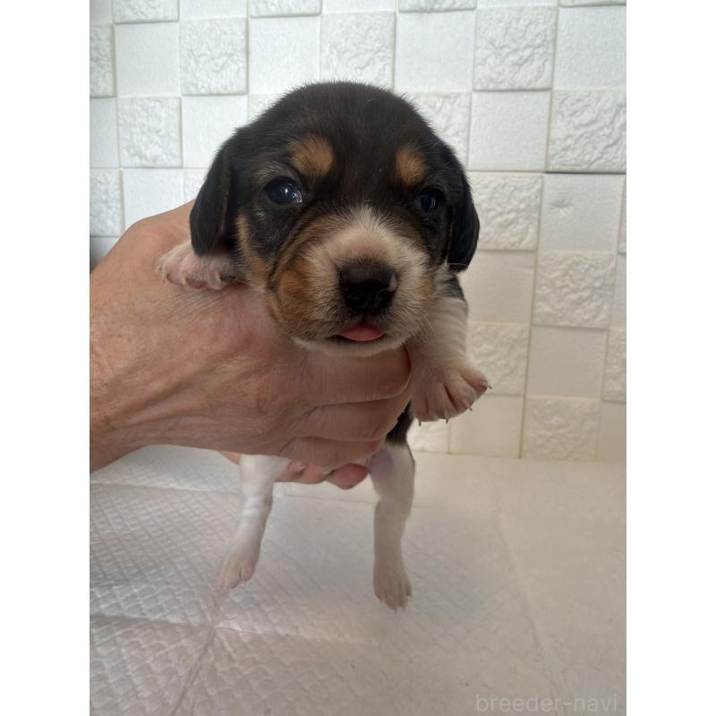 販売中の群馬県のビーグル-442946の8枚目