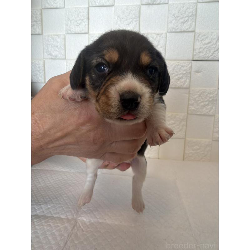 販売中の群馬県のビーグル-442946の7枚目