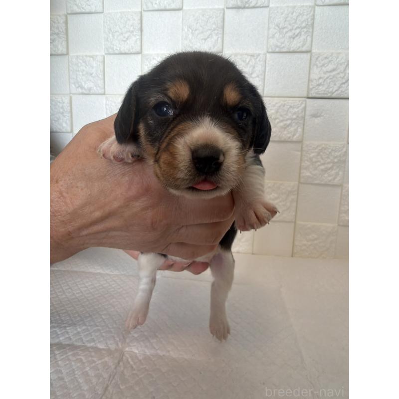 販売中の群馬県のビーグル-442946の6枚目