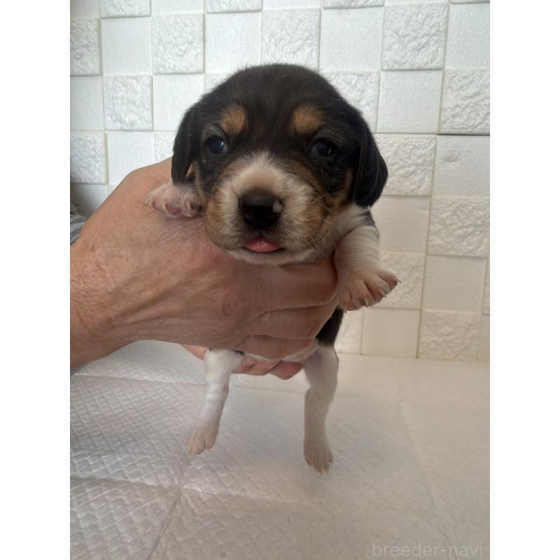 販売中の群馬県のビーグル-442946の4枚目