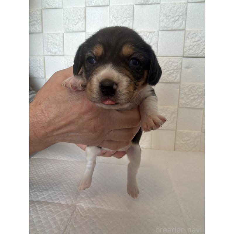 販売中の群馬県のビーグル-442946の3枚目