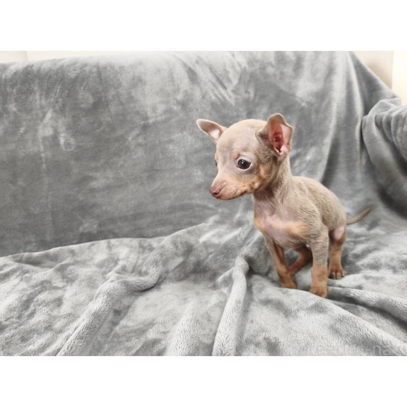 販売中の新潟県のロシアントイテリア-442944の4枚目