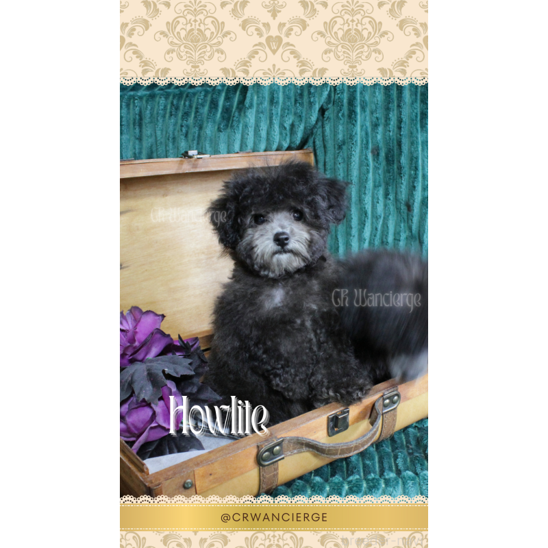 販売中の愛媛県のタイニープードル-433171の4枚目