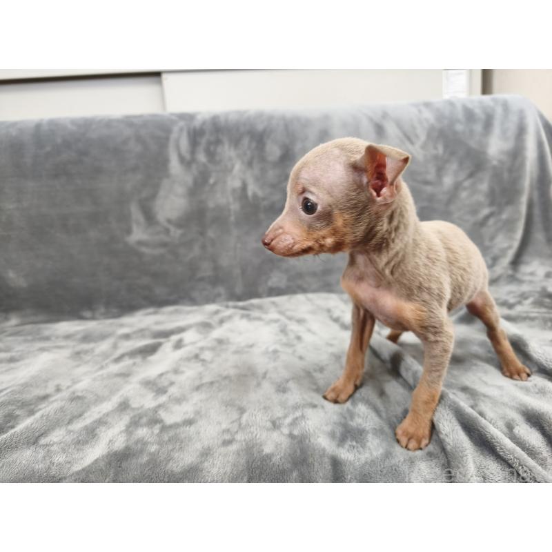 販売中の新潟県のロシアントイテリア-442944の3枚目