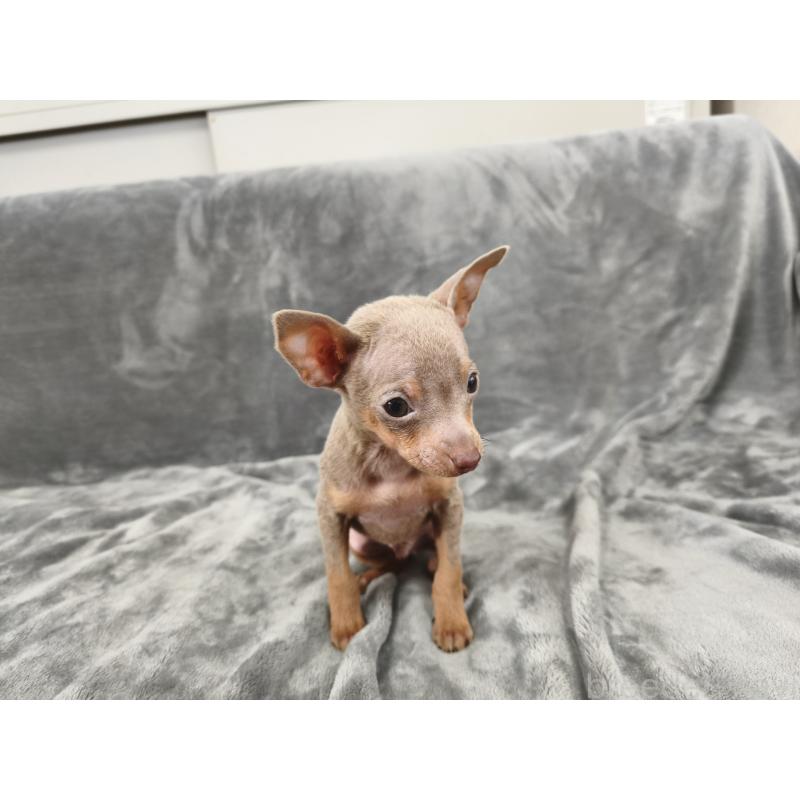 販売中の新潟県のロシアントイテリア-442944の2枚目