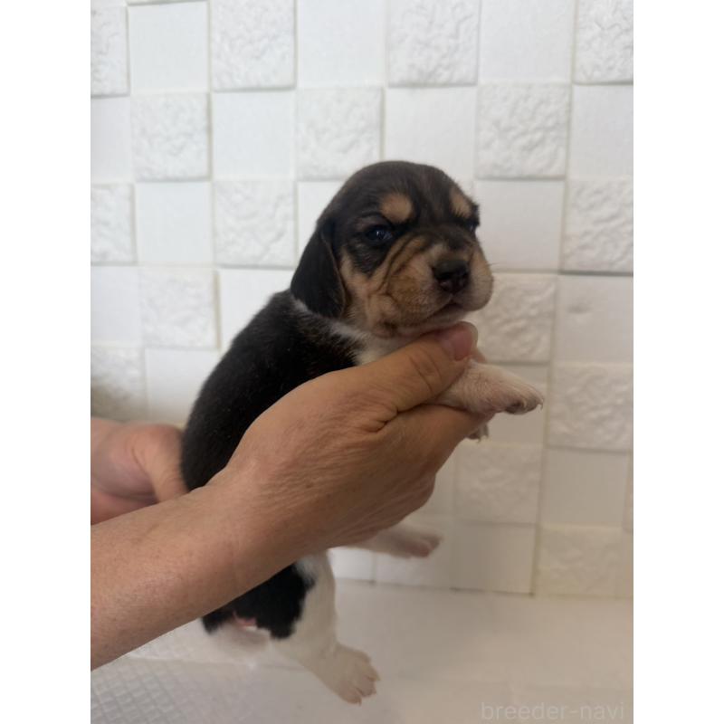 販売中の群馬県のビーグル-442947の10枚目