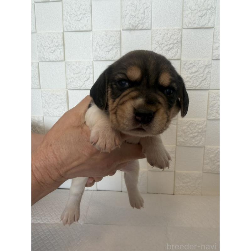 販売中の群馬県のビーグル-442947