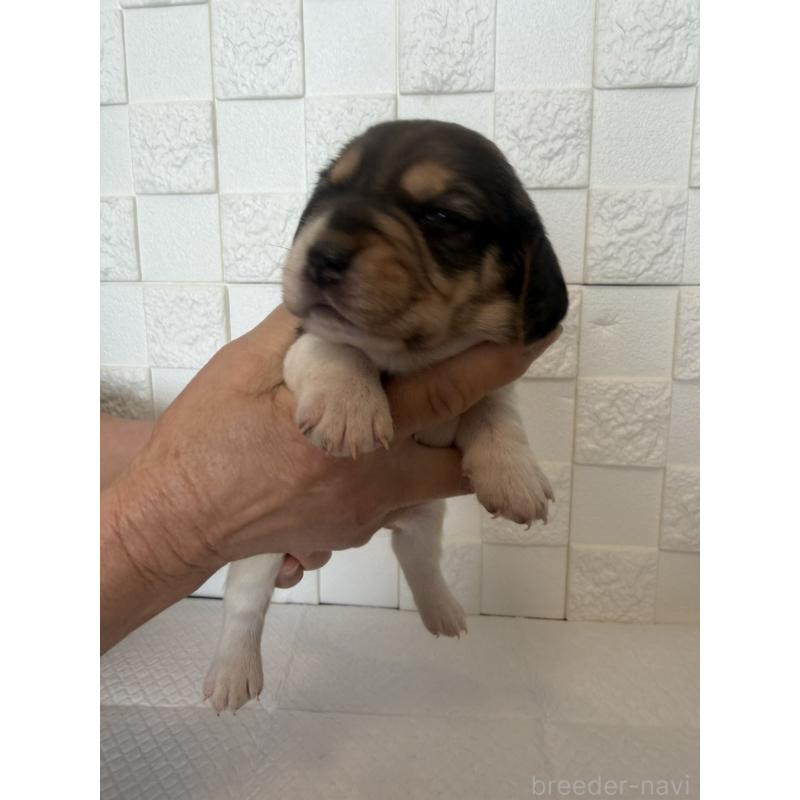 販売中の群馬県のビーグル-442947の9枚目