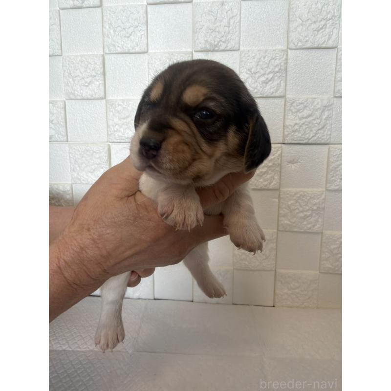 販売中の群馬県のビーグル-442947の8枚目