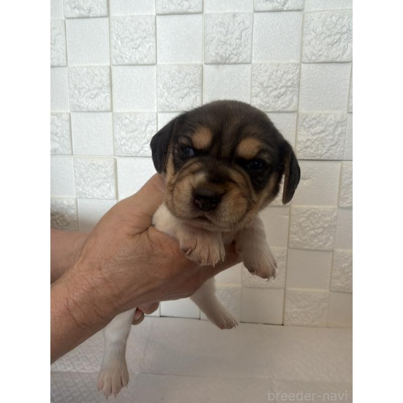 販売中の群馬県のビーグル-442947の7枚目