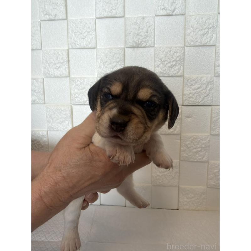 販売中の群馬県のビーグル-442947の6枚目