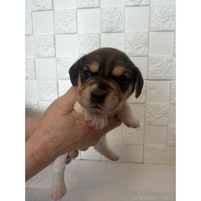 販売中の群馬県のビーグル-442947の5枚目